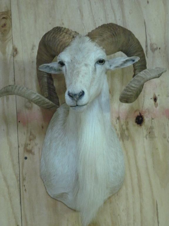 Texas Dall Ram from Ozark Taxidermy in Rolla, MO 65401 Taxidermy